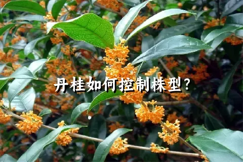 丹桂如何控制株型？