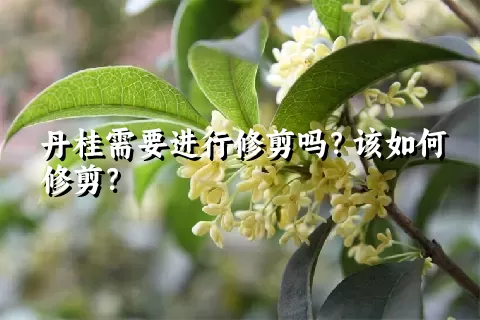 丹桂需要进行修剪吗？该如何修剪？