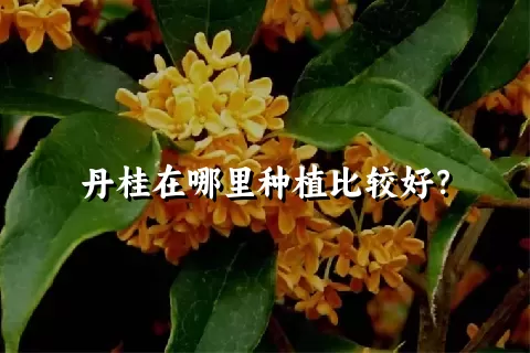 丹桂在哪里种植比较好？