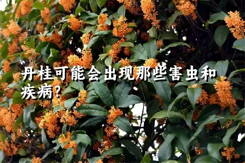 丹桂可能会出现那些害虫和疾病？