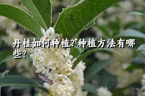 丹桂如何种植？种植方法有哪些？