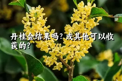 丹桂会结果吗？或其他可以收获的？