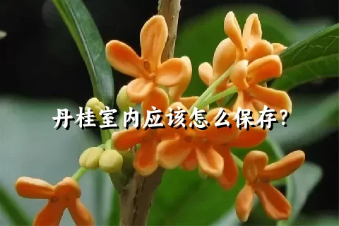 丹桂室内应该怎么保存？