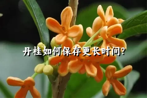 丹桂如何保存更长时间？