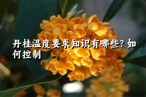 丹桂温度要求知识有哪些？如何控制