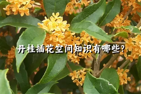 丹桂插花空间知识有哪些？