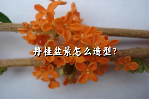 丹桂盆景怎么造型？