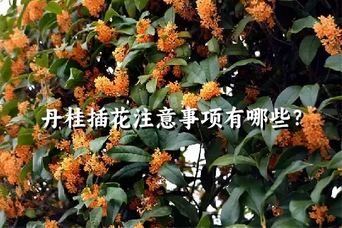 丹桂插花注意事项有哪些？