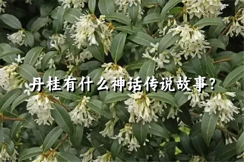 丹桂有什么神话传说故事？