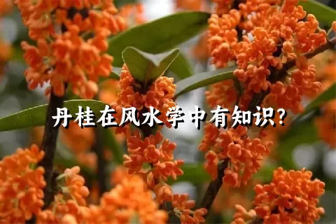 丹桂在风水学中有知识？