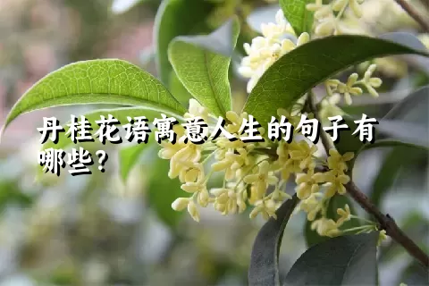 丹桂花语寓意人生的句子有哪些？