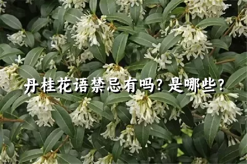 丹桂花语禁忌有吗？是哪些？