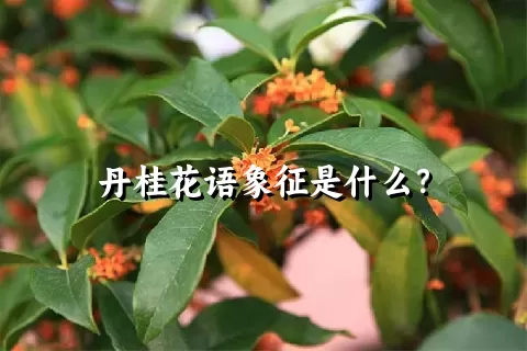 丹桂花语象征是什么？