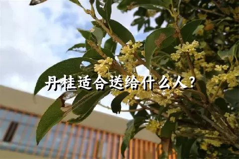 丹桂适合送给什么人？