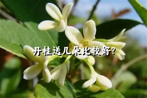 丹桂送几朵比较好？