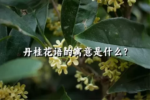 丹桂花语的寓意是什么？