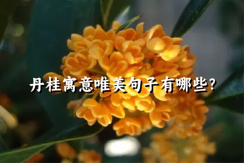 丹桂寓意唯美句子有哪些？