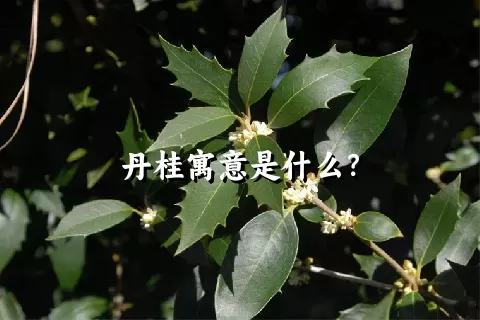 丹桂寓意是什么？