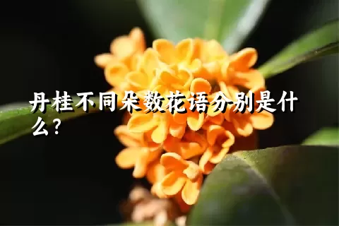 丹桂不同朵数花语分别是什么？