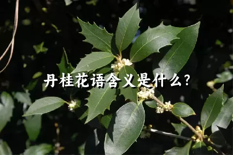 丹桂花语含义是什么？