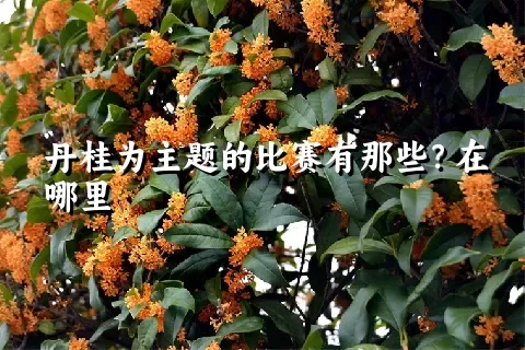 丹桂为主题的比赛有那些？在哪里