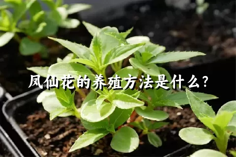 凤仙花的养殖方法是什么？