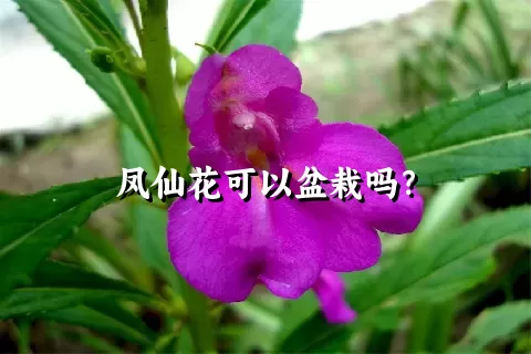 凤仙花可以盆栽吗？