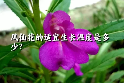 凤仙花的适宜生长温度是多少？