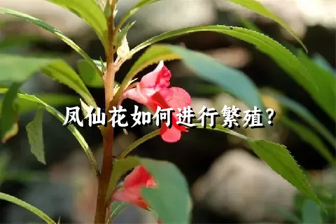 凤仙花如何进行繁殖？