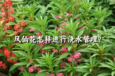 凤仙花怎样进行浇水管理？