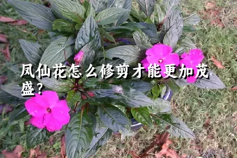 凤仙花怎么修剪才能更加茂盛？