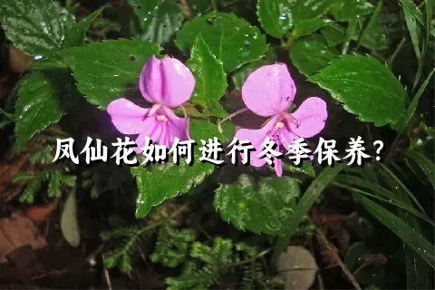 凤仙花如何进行冬季保养？