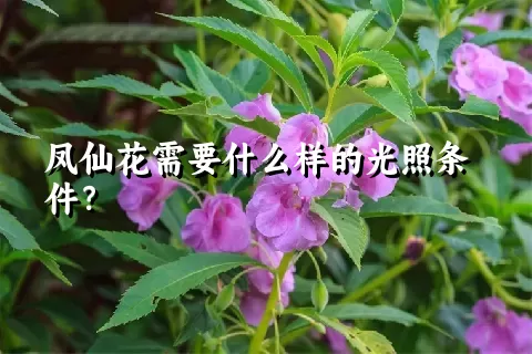 凤仙花需要什么样的光照条件？