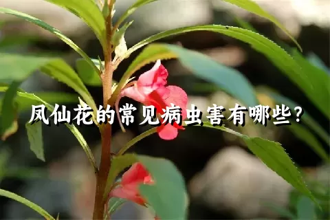 凤仙花的常见病虫害有哪些？