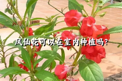 凤仙花可以在室内种植吗？