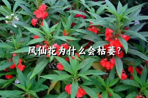 凤仙花为什么会枯萎？