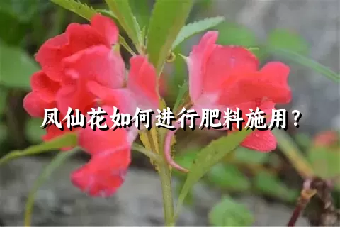 凤仙花如何进行肥料施用？