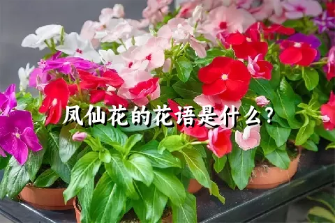 凤仙花的花语是什么？