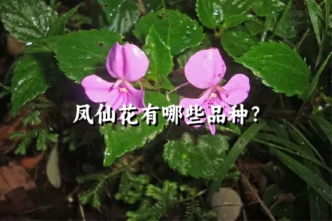 凤仙花有哪些品种？