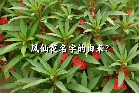 凤仙花名字的由来？