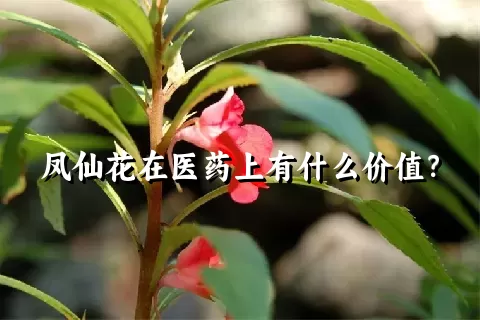 凤仙花在医药上有什么价值？