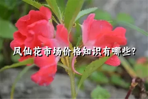 凤仙花市场价格知识有哪些？