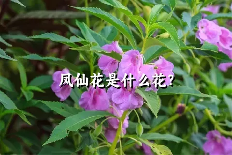 凤仙花是什么花？