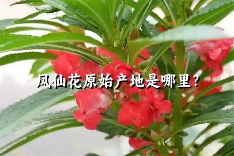 凤仙花原始产地是哪里？