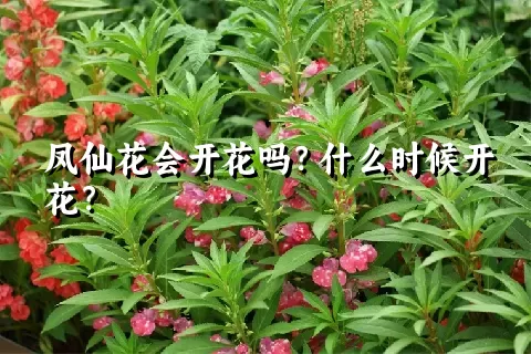 凤仙花会开花吗？什么时候开花？