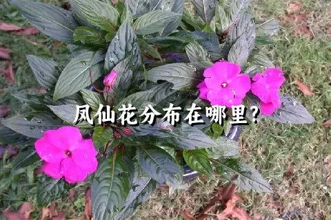 凤仙花分布在哪里?