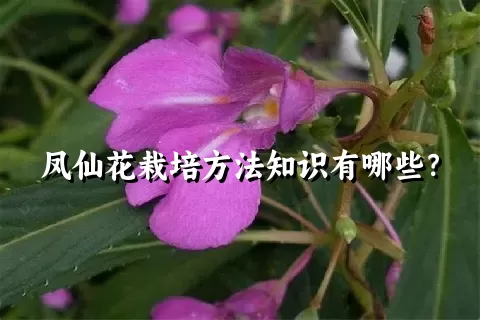 凤仙花栽培方法知识有哪些？