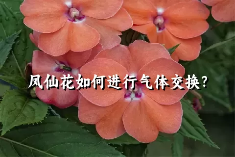 凤仙花如何进行气体交换？