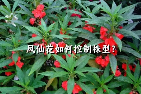 凤仙花如何控制株型？