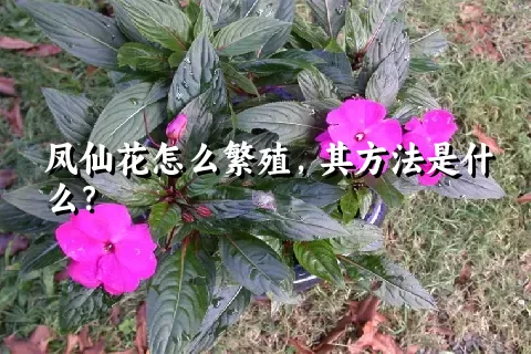 凤仙花怎么繁殖，其方法是什么？